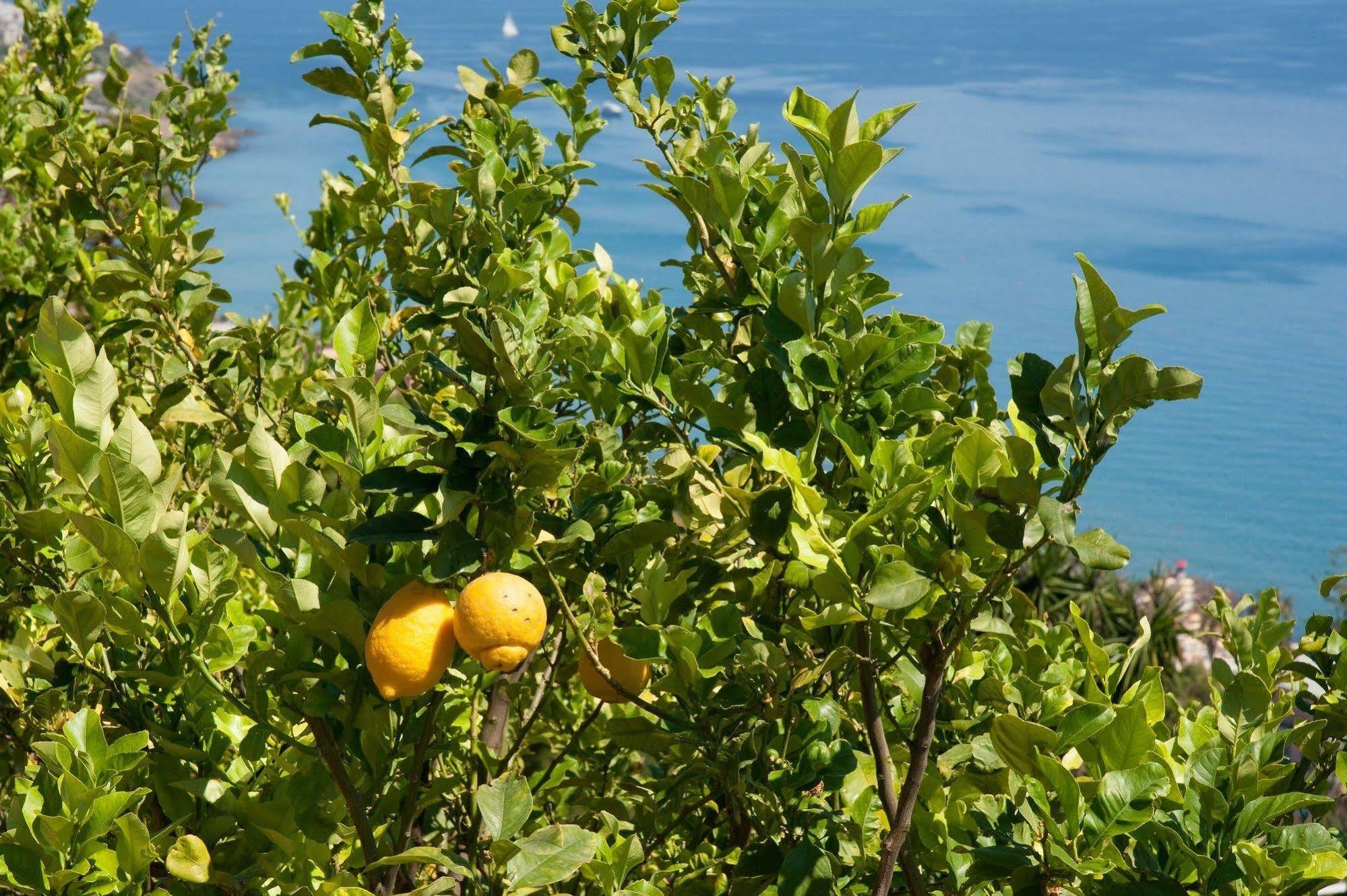 Le Terrazze Appartamenti Vacanze Σαν Ρέμο Εξωτερικό φωτογραφία
