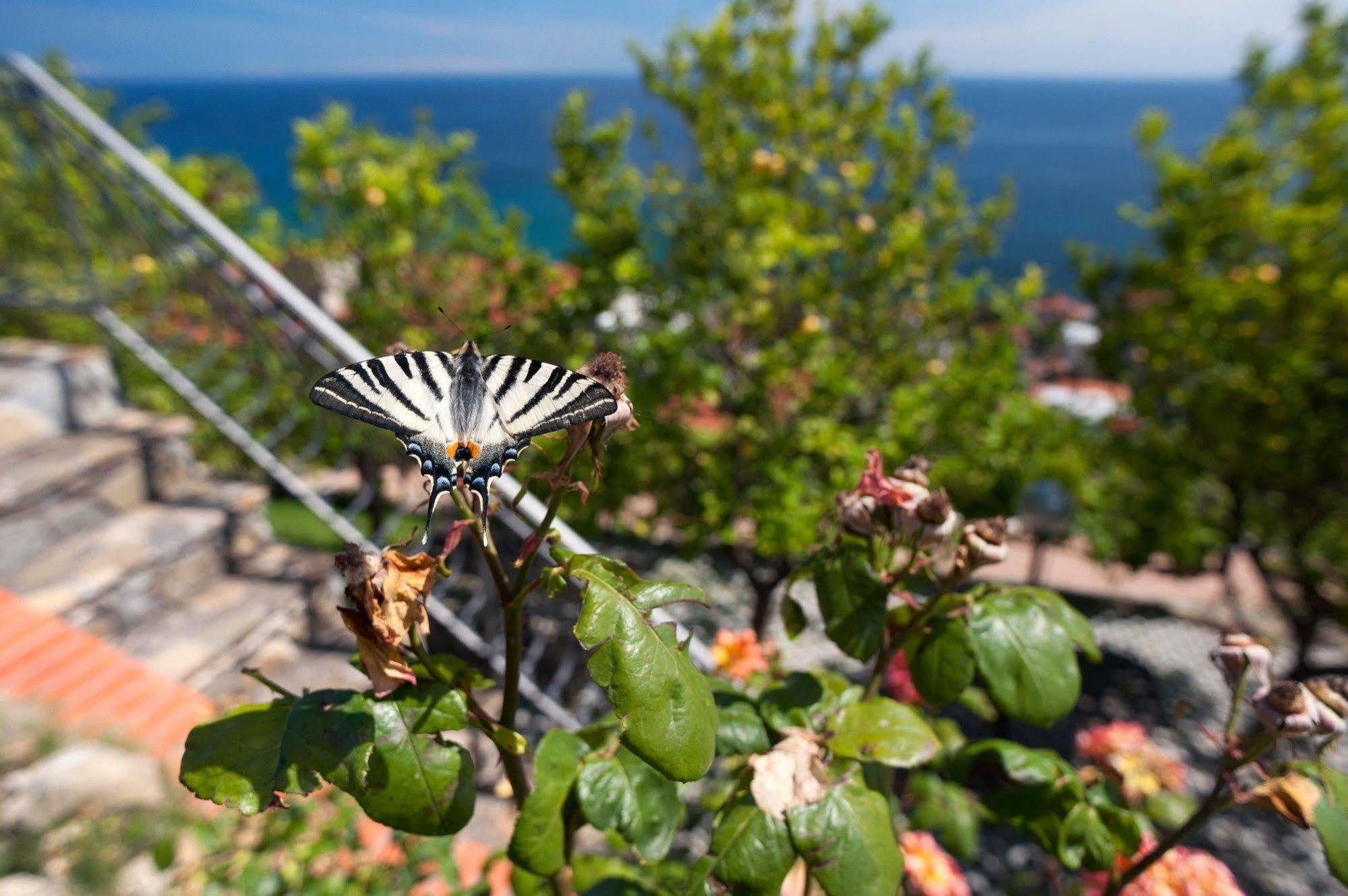 Le Terrazze Appartamenti Vacanze Σαν Ρέμο Εξωτερικό φωτογραφία